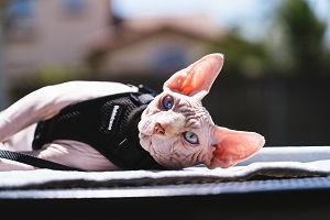 How to Clean Your Tactical Cat Harness: A Comprehensive Guide